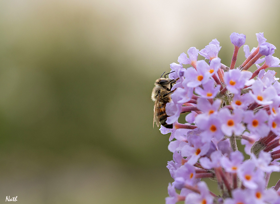 Abeille.jpg.8ca78287e1b3dfad77a1c3a396327058.jpg