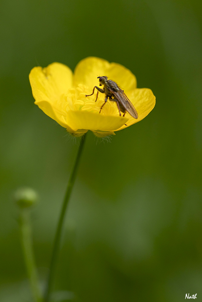 Mouche_3.jpg.b774b4f1470fda96a0c84e9cbe87fb55.jpg