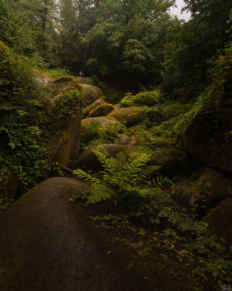 _D5A4733.jpg.59d16002b46c7004fd32e27a06d82bd2.jpg