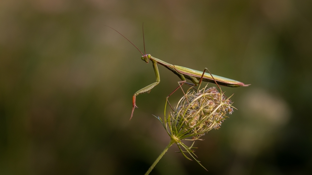 _DSC3084-2.jpg.9c96caca3833877fa1a7f5ff27826592.jpg