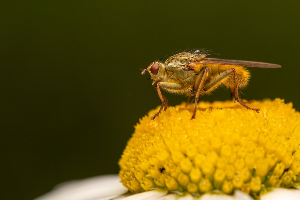 _DSC3855-2.jpg.23d89c6cf0d722efa0469d30804a53eb.jpg