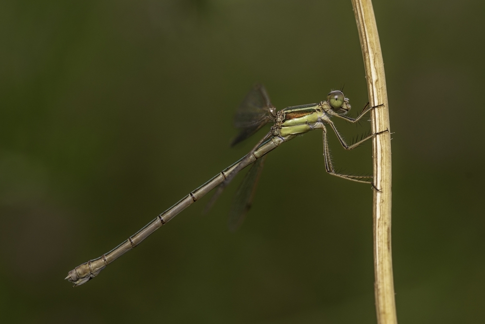 _DSC5525.jpg.b14185f43b77177aa345a6b49f8d12cb.jpg
