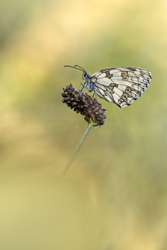 focus02990301.jpg.afa6f12656dd886ba71dc50906f98959.jpg