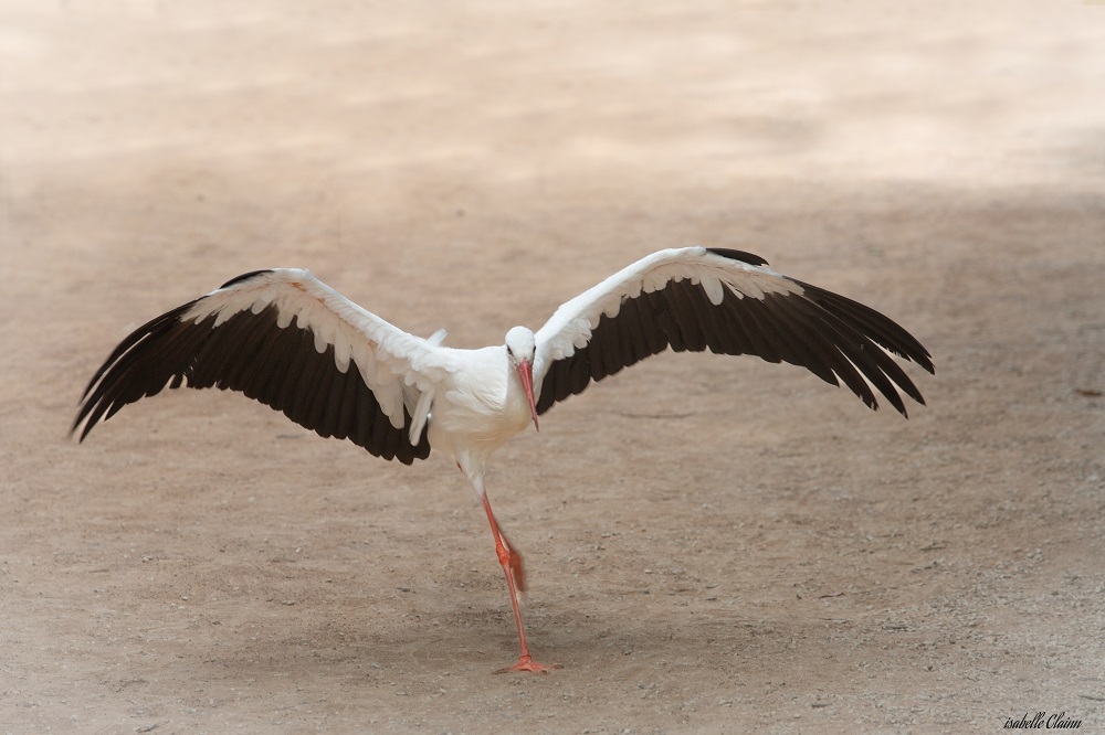puy du fou 2 fp.jpg