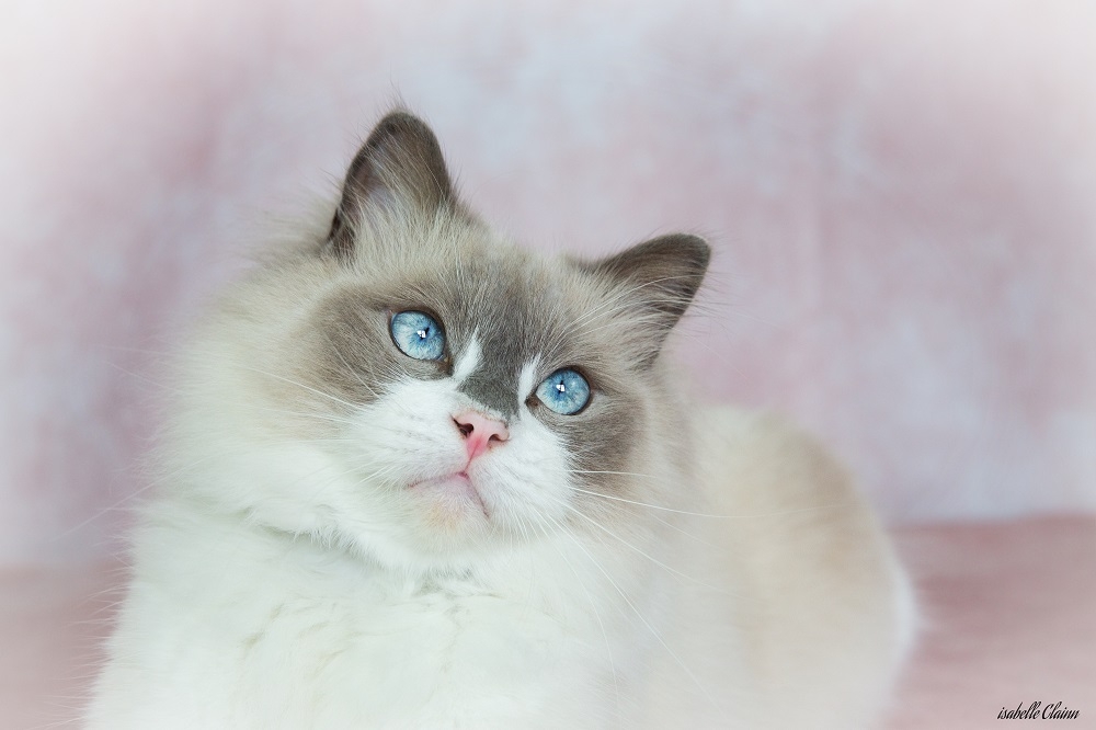 tino regard 1 fp.jpg