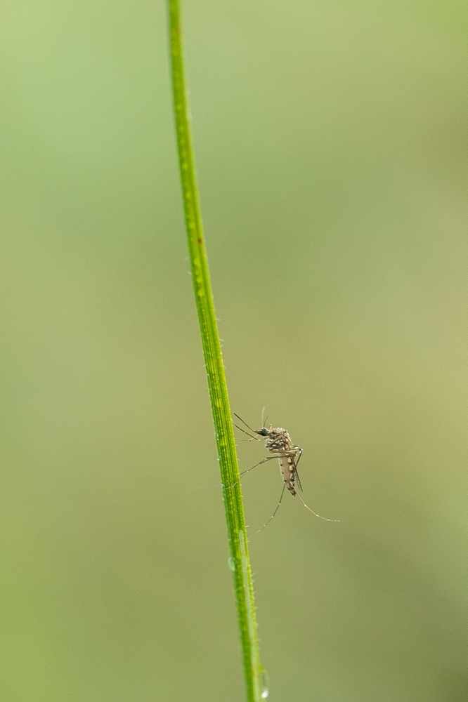 2G6A3375.jpg