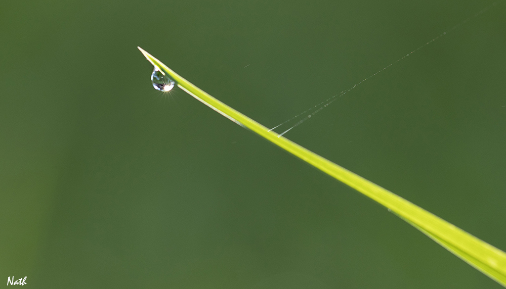 Goutte_12.jpg.4bb6e7a474b7fb30bfd8d2a7817ff5cd.jpg
