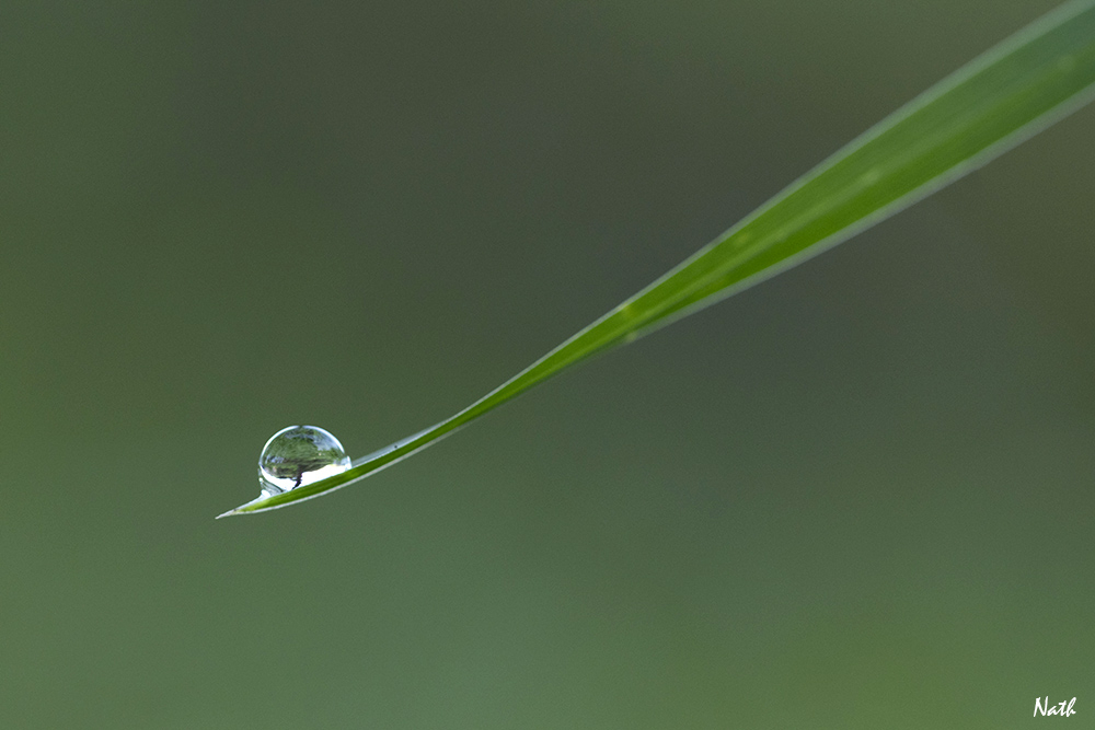 Goutte_3.jpg.e55abe75a8f4d63e755a33e7ed90a972.jpg
