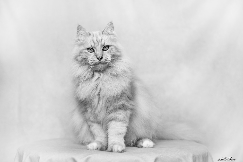 chats fond rose 5 (1) fp.jpg