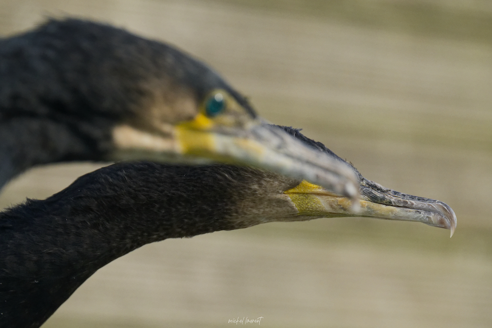 cormoran_09-07-2024_740.JPEG.93c622b978ad2ffbe8d3596c695738be.JPEG