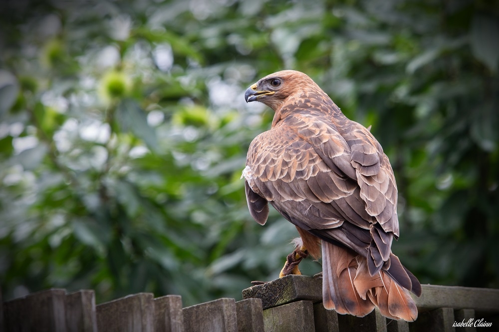 puy du fou a3-2 fp.jpg