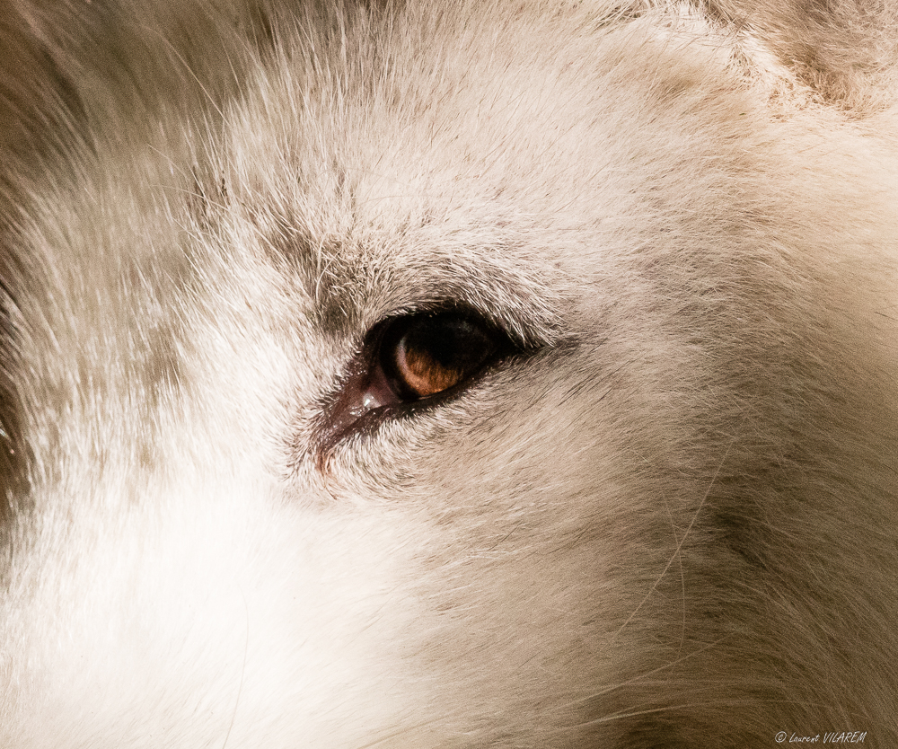 20201031-SUISSE-VAUD-SERVION-ZOO-322-2.jpg.486b784497f8e9c6e7cdf79e72e46780.jpg