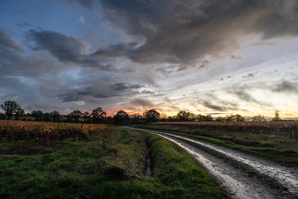 Coucher-Soleil-Vigne-1.jpg.63d8c12ad13c4d902ae77f6c3a2ba446.jpg