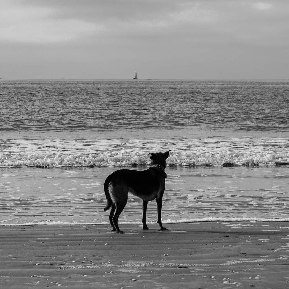 Paysage-3.jpg.1c0e5b068cd4f513d8472287542947f4.jpg