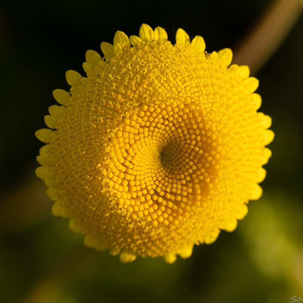 _D5A9979.jpg.b885158c001efdab90923f0ce58573f5.jpg