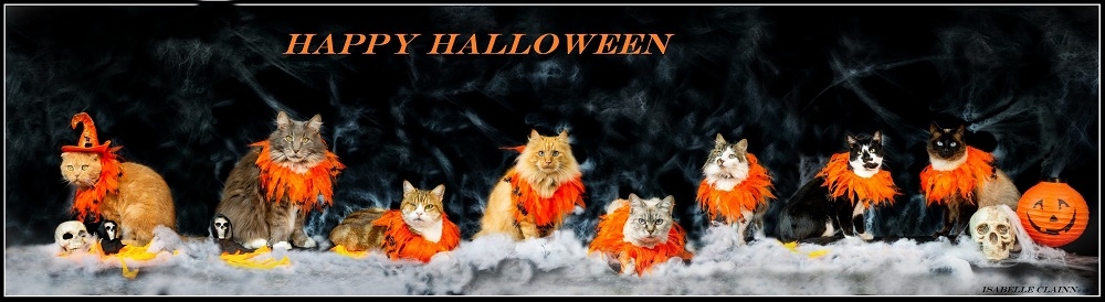 chalowween 14 - Copie - Copiefp.jpg
