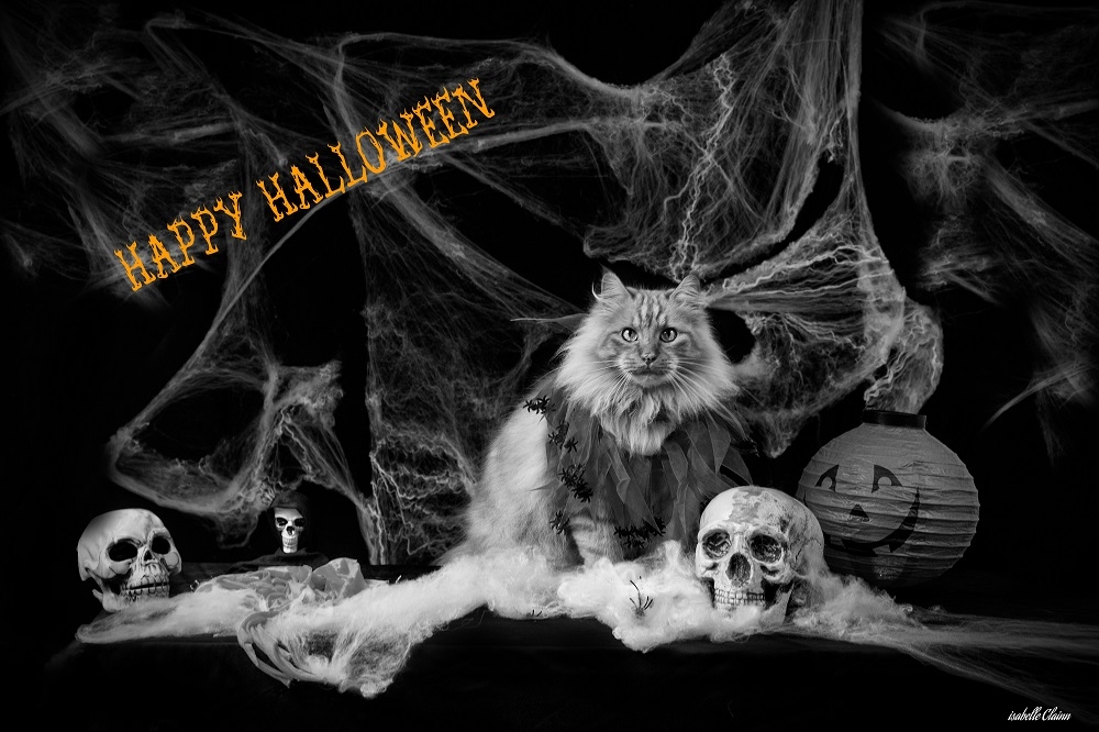 chalowween 19 fp.jpg