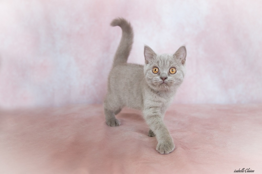 Le royaume des chats