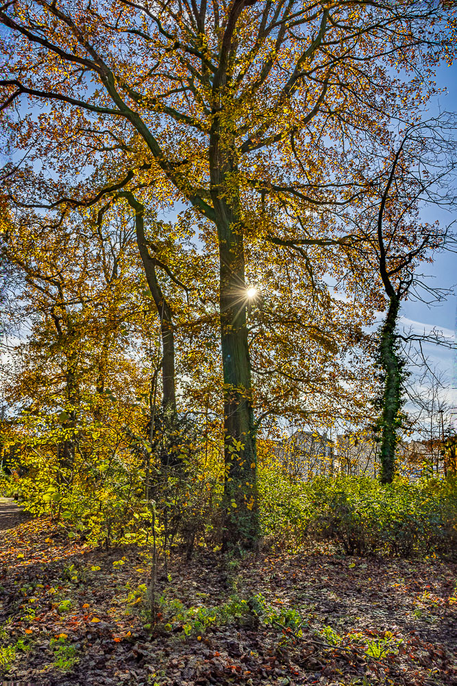 IMG_2004-HDR.jpg.34f40704c00fce0210c6981f0bf76faf.jpg
