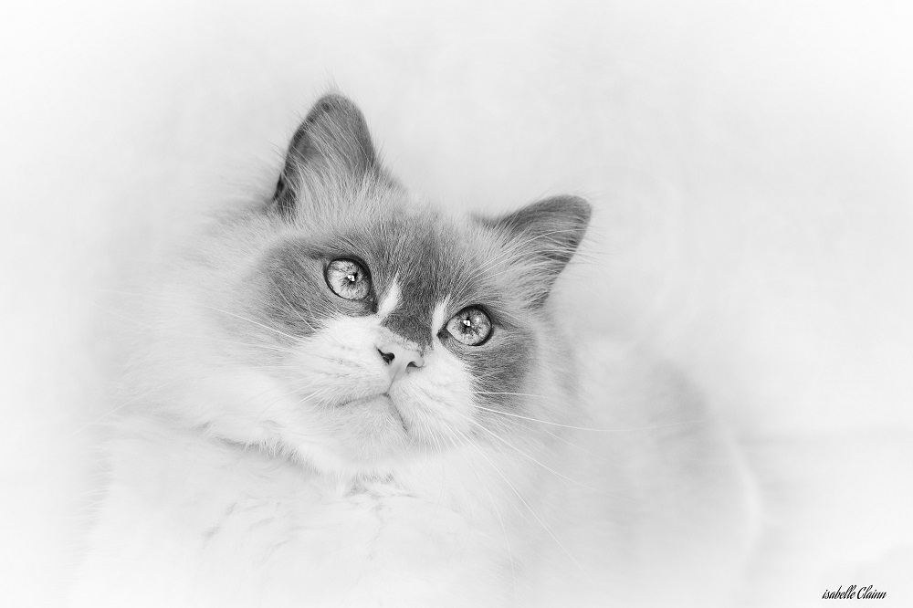 tino regard 1 nb fp.jpg