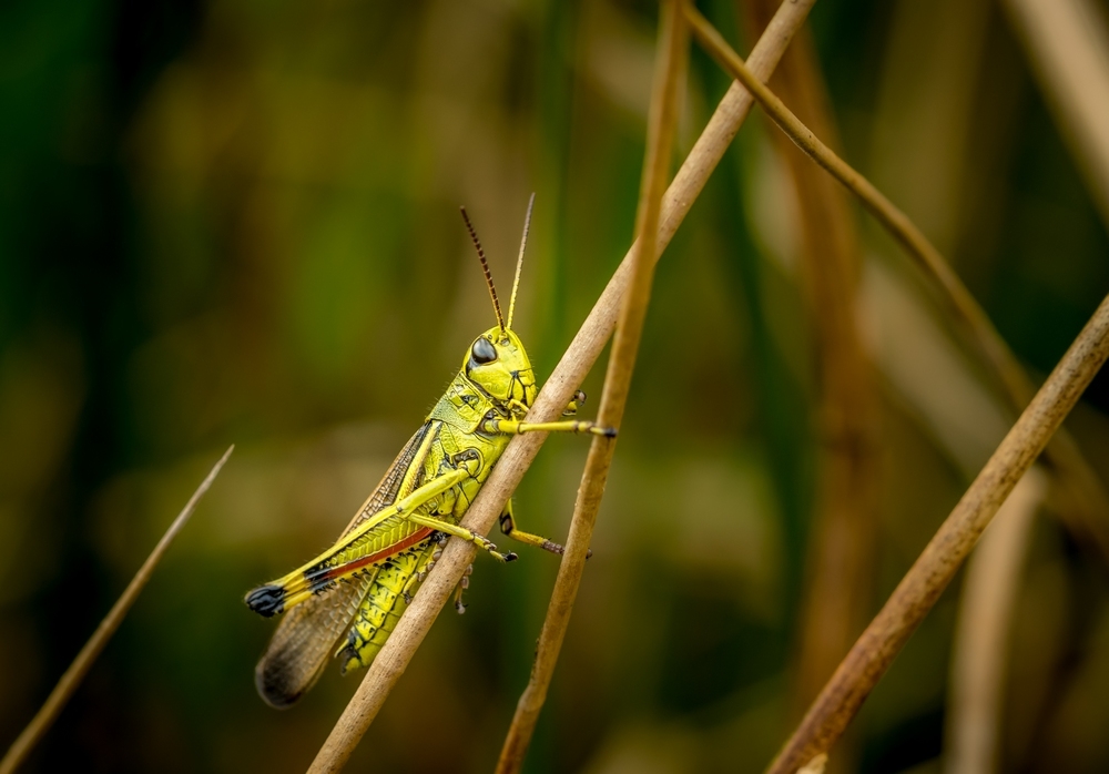 992992-1.JPG.00453f9d19a452b1a2dbecc602d71c0a.JPG