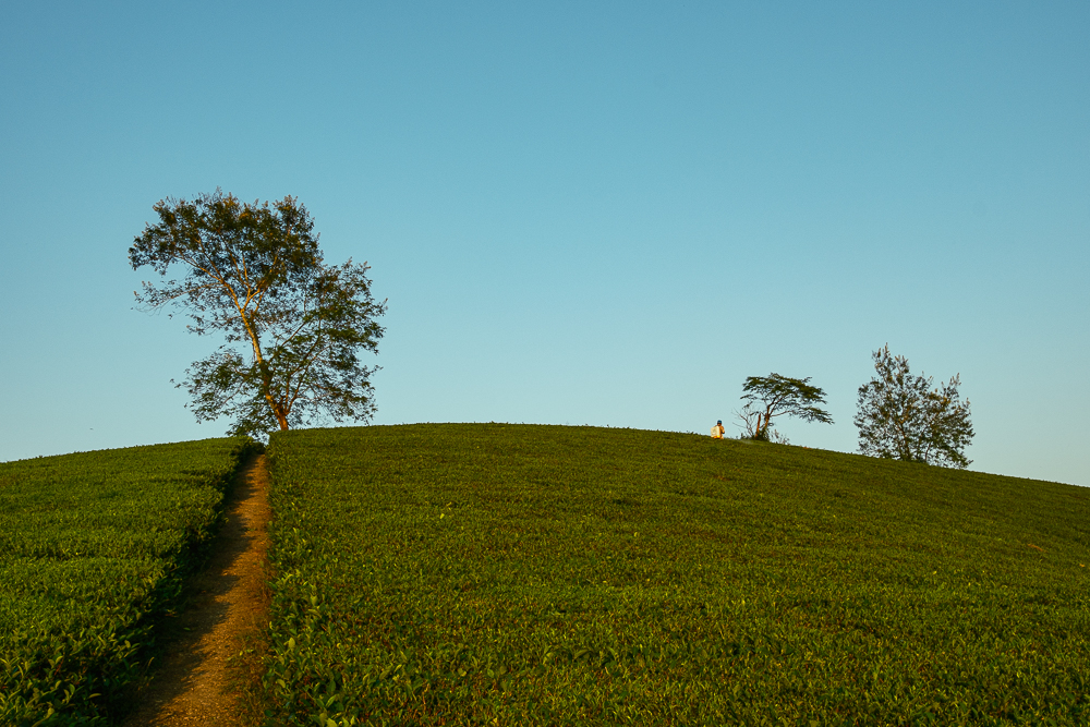 Image Colline Tout en haut de la colline - Photos de paysage et de nature ...
