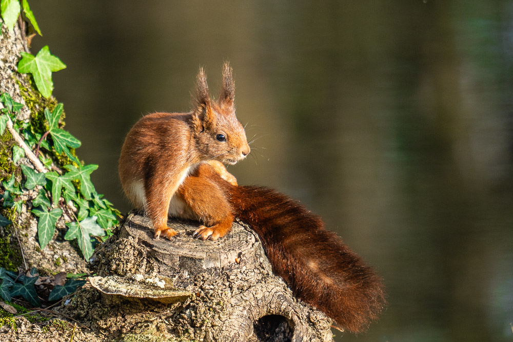 Ecureuil_pose.jpg.78633647b82bd55055d1e1b35619b596.jpg