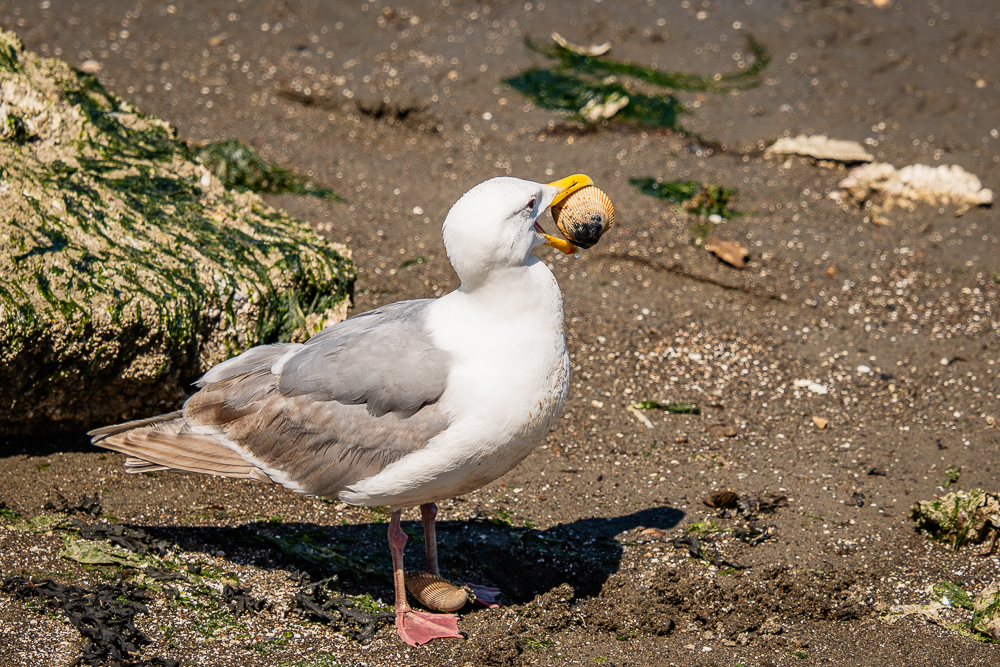 Mouette-Vancouver-1.jpg.78e9312f6c66a707e54f96d8e6d0e666.jpg
