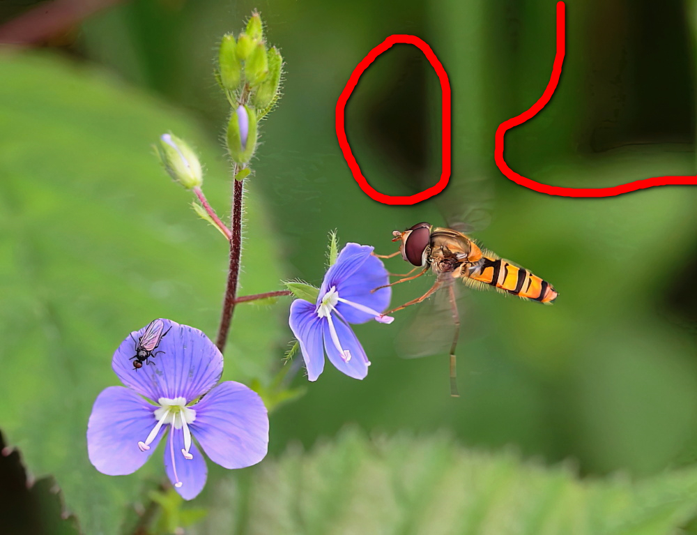 SyrpheetEmpissp..jpg.22d1ca37746a3b0aae6ec1f7625eb2e8.jpg