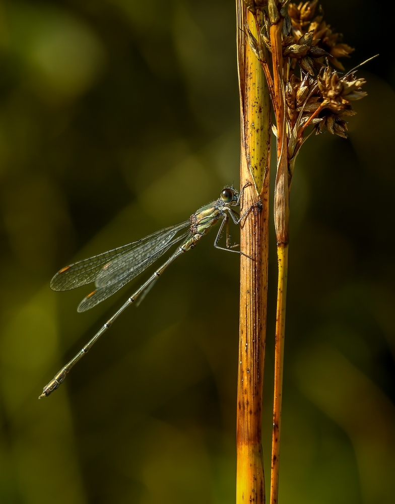 _DSC7060-1.jpg.4547e458a5193cb12b9a3b93ee91c8b6.jpg