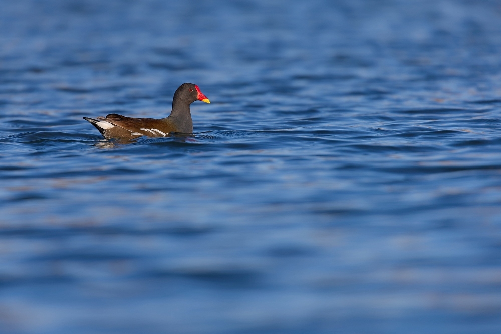 155A0219_DxO-border.jpg.e57c5959bb495bdfe5d3ad065828dd5a.jpg