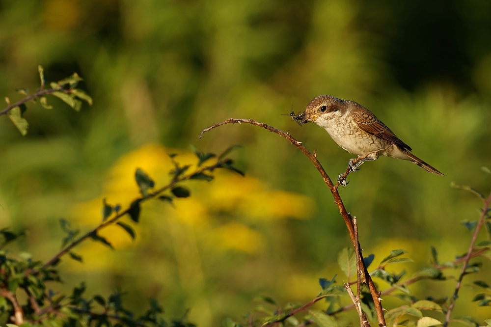 180A6082_DxO-border.jpg.61e55e79df3aa9f10cfece6b8f3187b3.jpg
