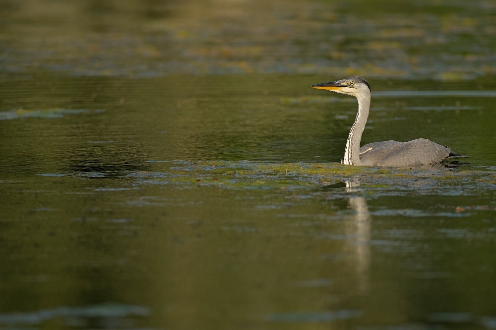4N1A3657_DxO-border.jpg.6be00de1b0284bea9b08f5359ab53d6a.jpg