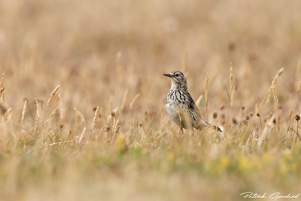 IMG_1374_DxO_forum.jpg.d2477d4df75e8b660b4d2303582e72de.jpg