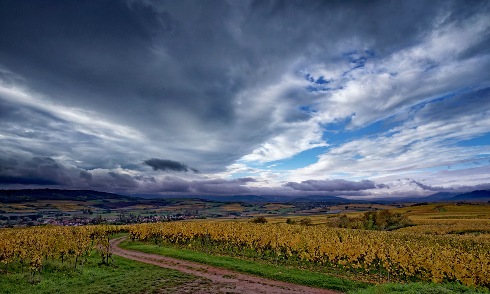 darko-vignes.jpg.4e10fe5176c3c1f4e90704dec5a40f7d.jpg
