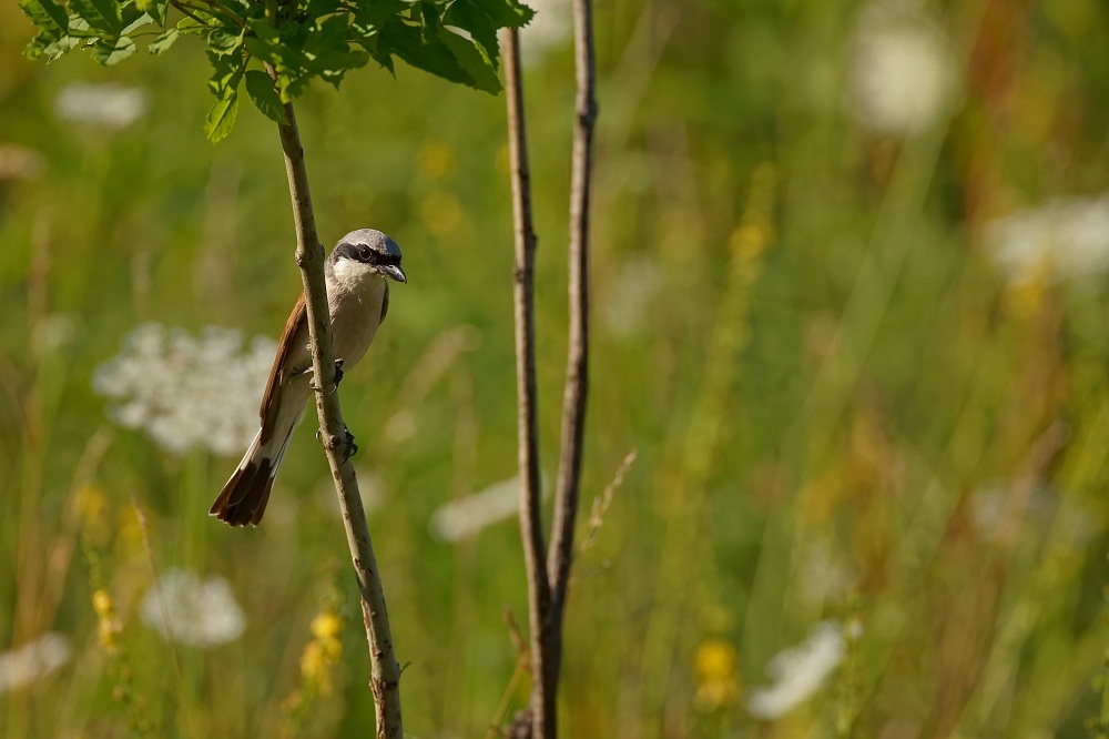 180A5264_DxO-border.jpg.f5e523595943578a3f7cc8308d900be1.jpg