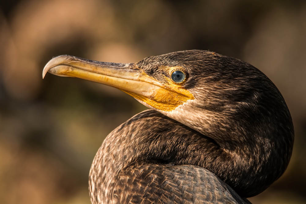 Cormoran.jpg.f2689b6416a34aeb028dc02d21d56547.jpg