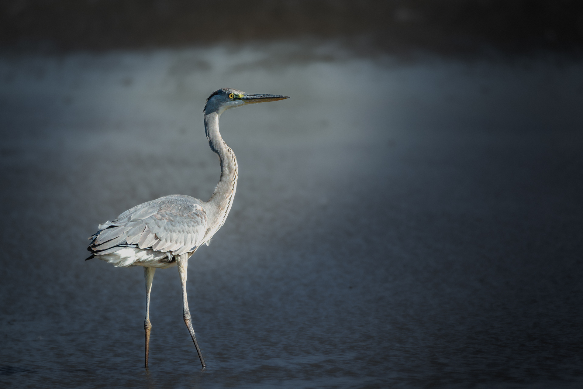 Live N° 23 - 6 mars 2025