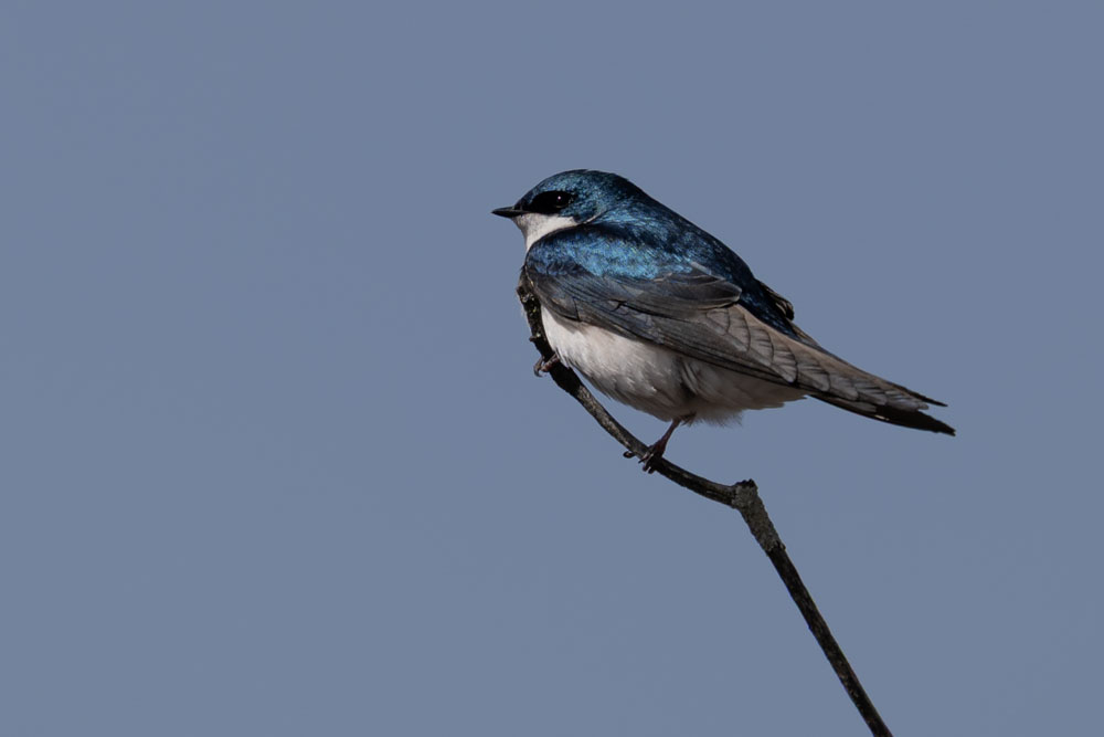 841cs.jpg.4dbbc978d2e47a98c54aae434827c50c.jpg