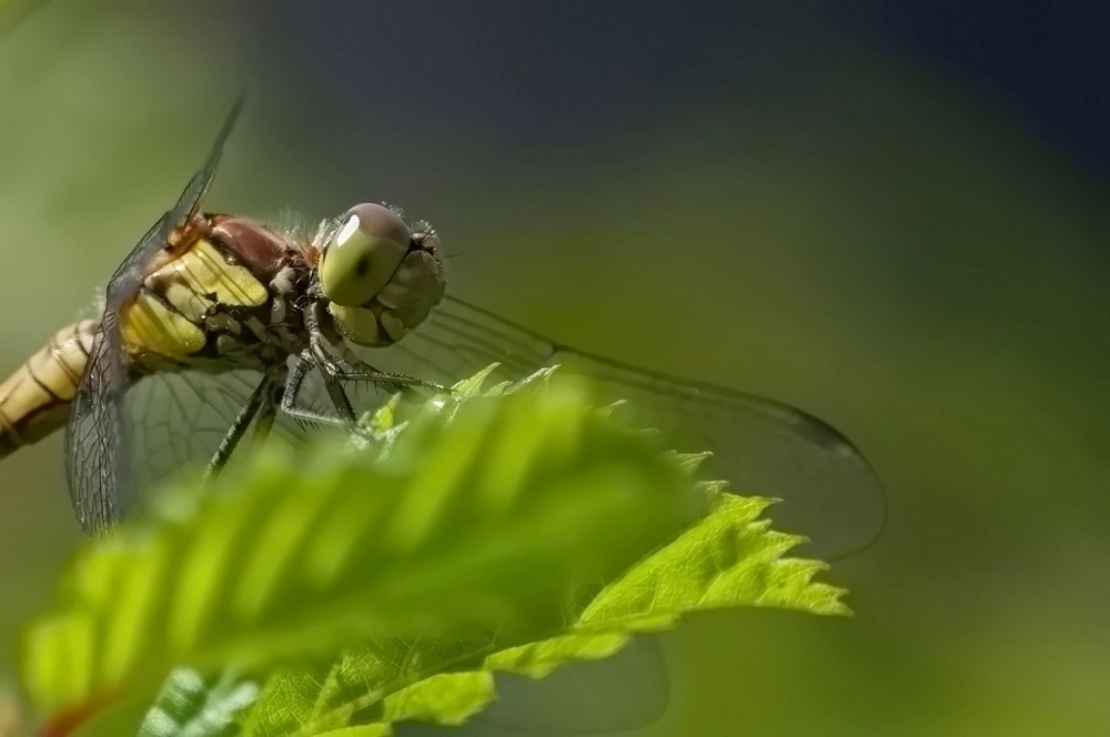Elletaitbiencache_DxO1000.jpg.0be13cedd518c6c4e219b388570524fe.jpg