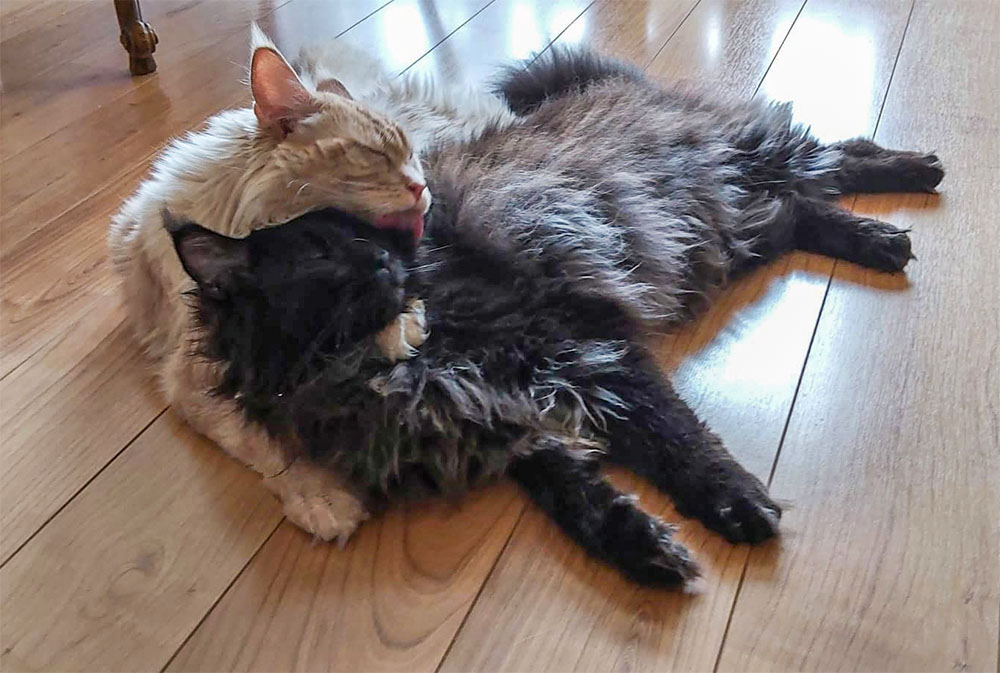 Chats1.jpg.e4d58f533c1c319c961282b5f8386c05.jpg