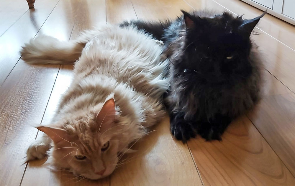 Chats3.jpg.e74450998b696c6f2ec0fb924aa4ed86.jpg
