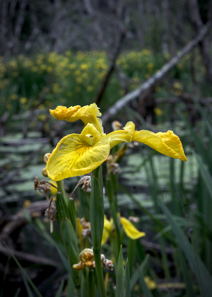 DSC_9808.jpg.231d1a39029a72e82f1f50030d2b86f5.jpg