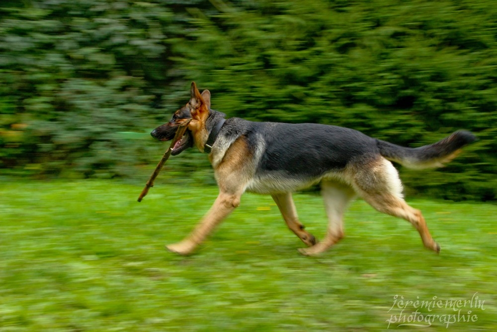GordonBergeAlemandFile1a.jpg.eb506f05d1fbe090eef8215ce89f37d5.jpg