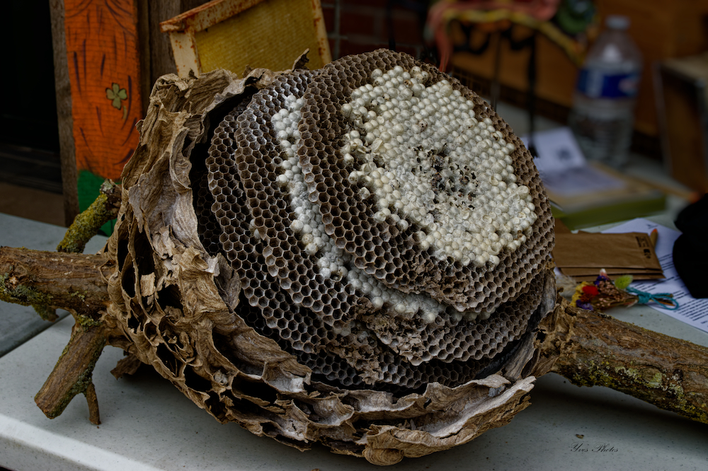 IMG_0697_DxO-forum.jpg
