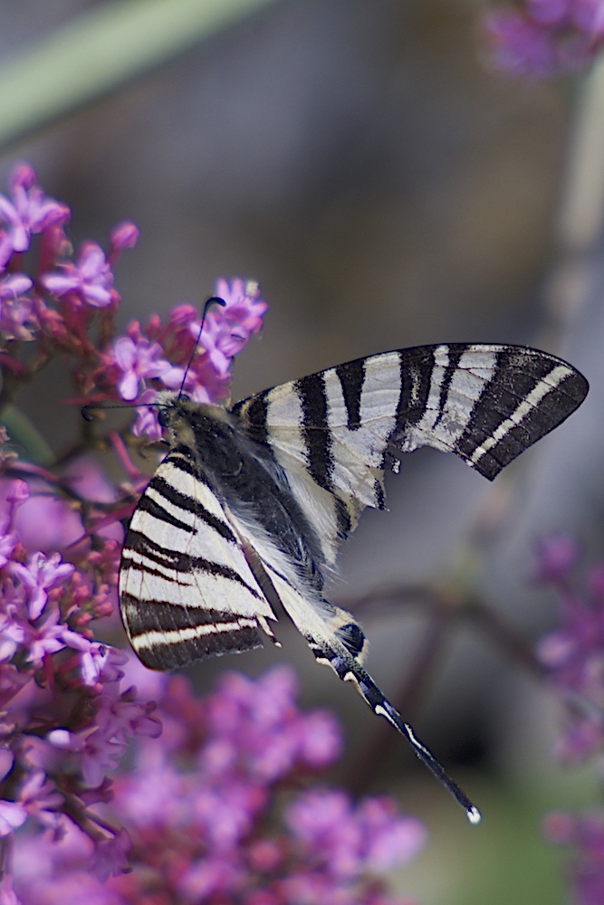 Spring Papillon Mes premiers papillons de ce printemps. - Photo macrophotographie et ...