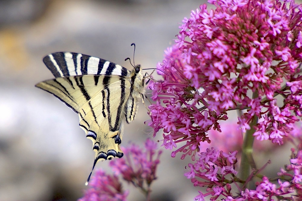 Spring Papillon Mes premiers papillons de ce printemps. - Photo macrophotographie et ...