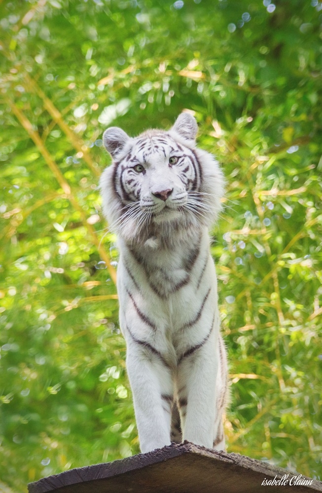 beauval 2 fp.jpg