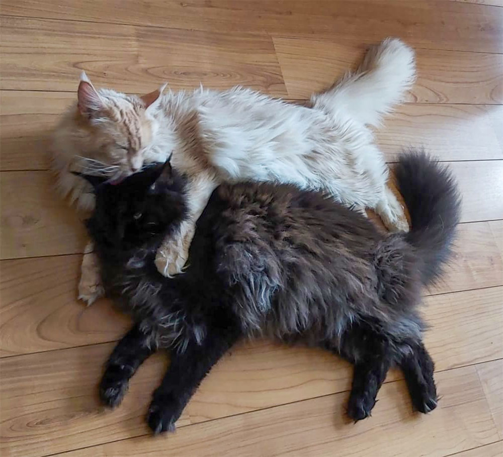 chats2.jpg.abd9fbb9d858cca30306f202ffe3ef05.jpg