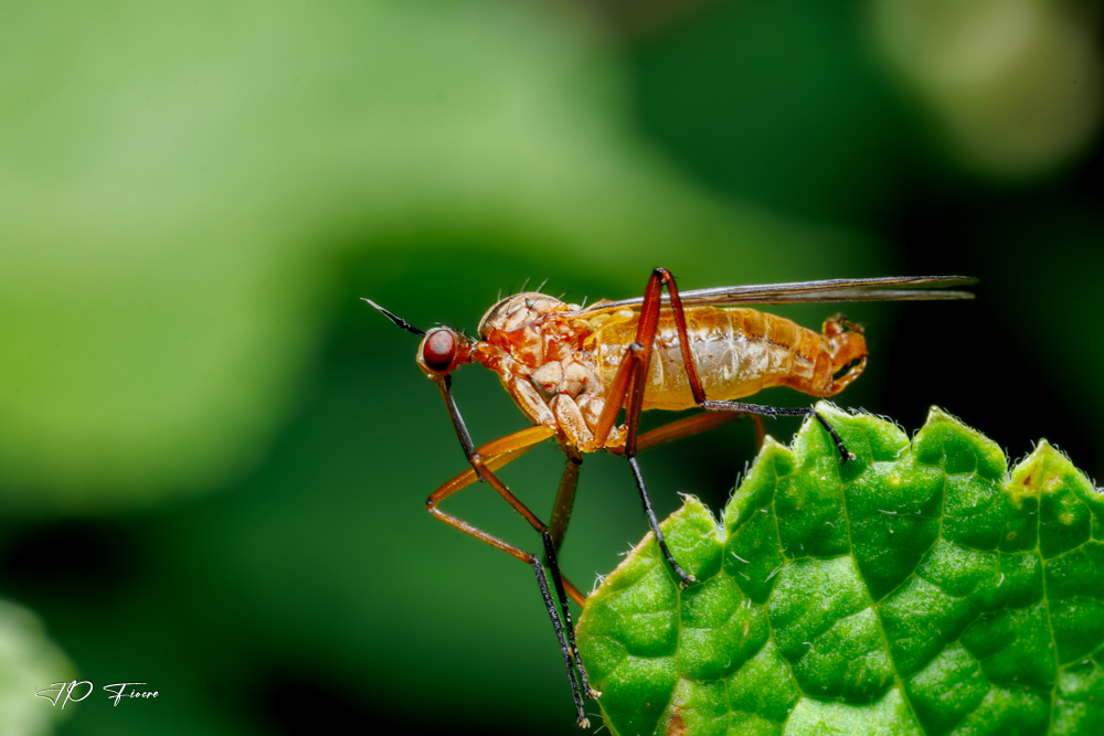 Empis-2025_05.27-063329-001.jpg.e69015264d2a8897dfab31ac7e5a4583.jpg